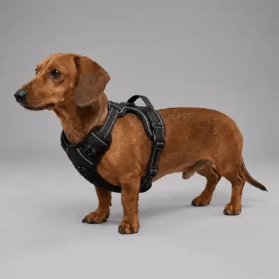 Vom kleinsten bis zum größten Hund.
